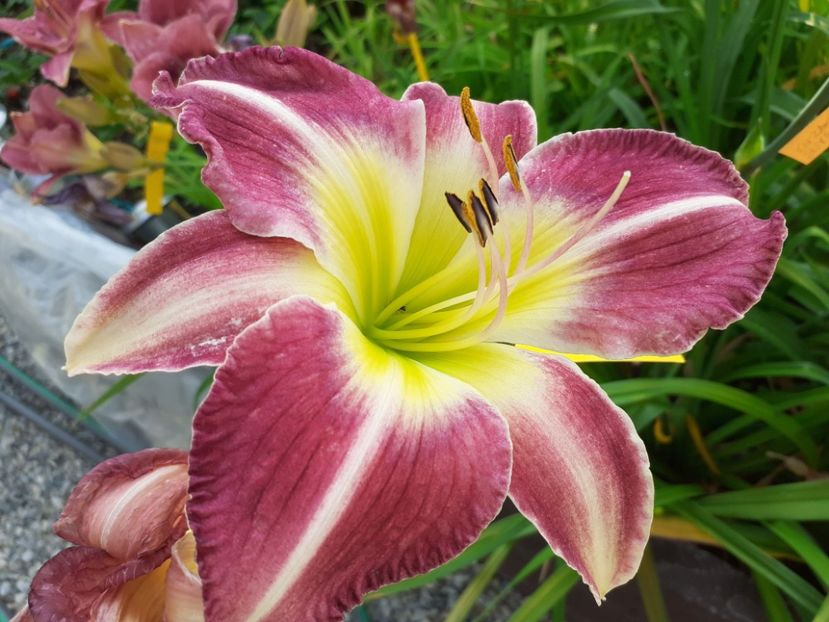  - Hemerocallis - hibrizii mei