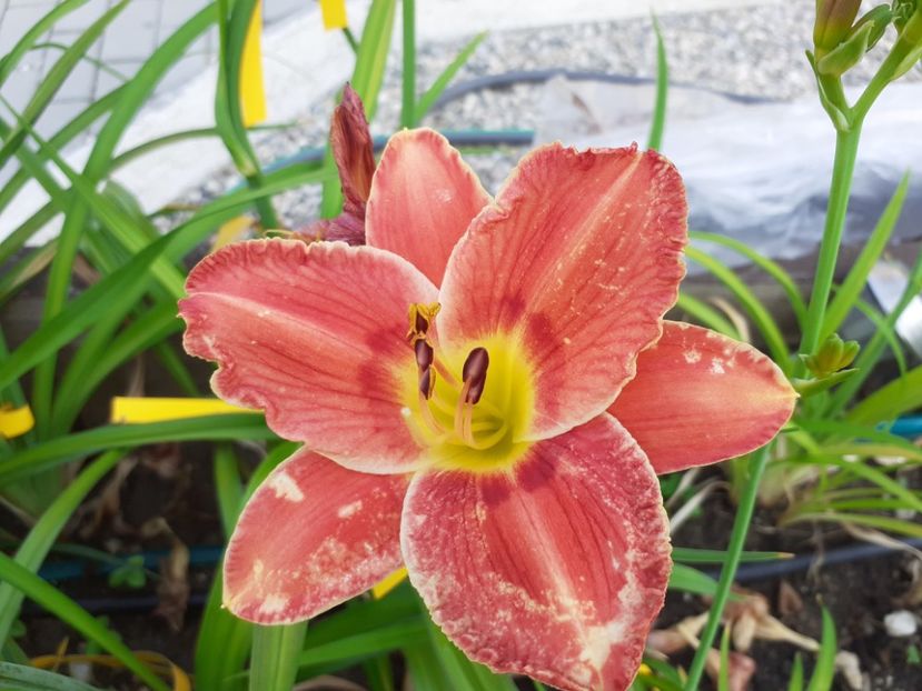  - Hemerocallis - hibrizii mei