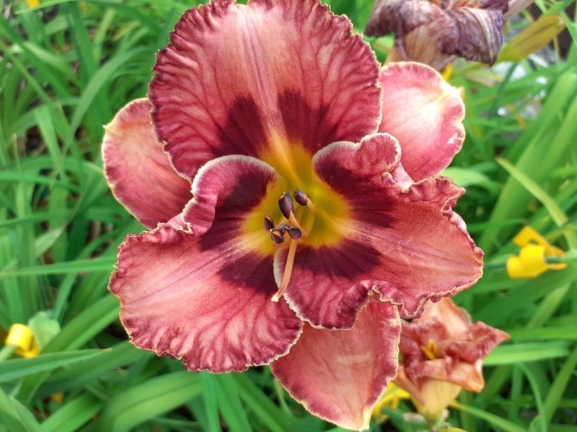  - Hemerocallis - hibrizii mei
