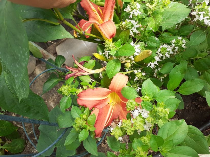  - Hemerocallis - hibrizii mei