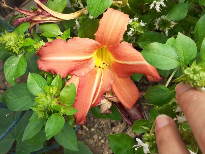  - Hemerocallis - hibrizii mei
