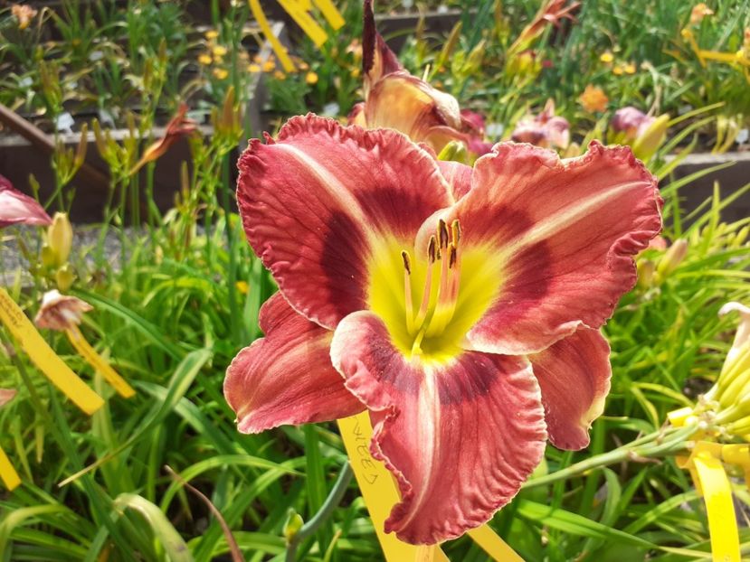 - Hemerocallis - hibrizii mei