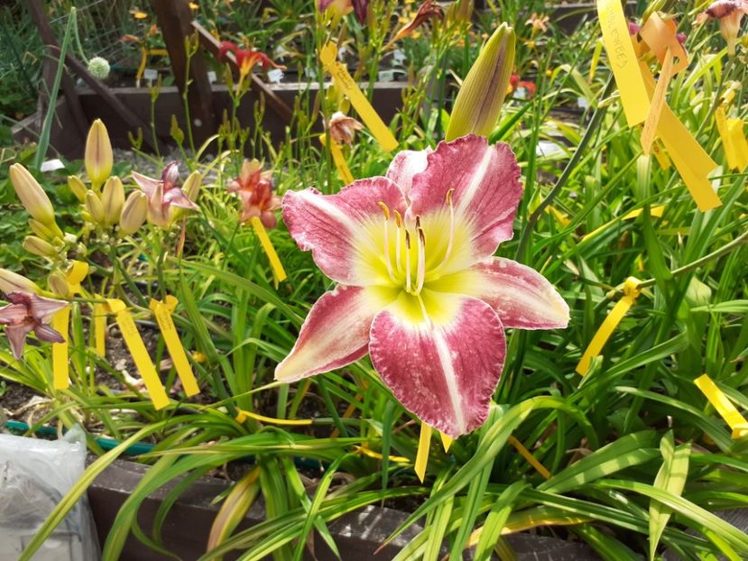  - Hemerocallis - hibrizii mei