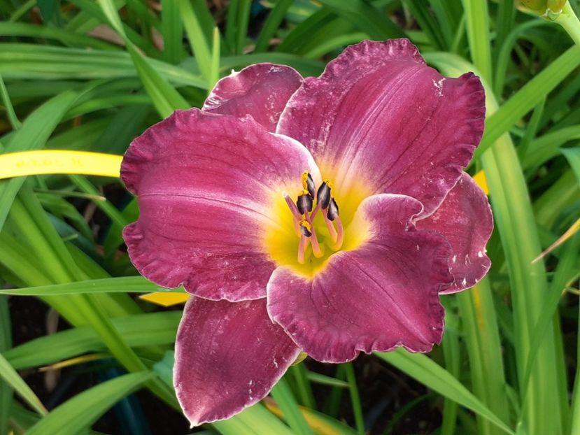  - Hemerocallis - hibrizii mei