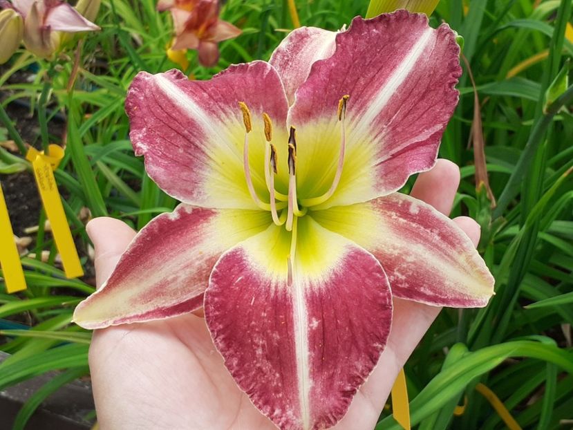  - Hemerocallis - hibrizii mei