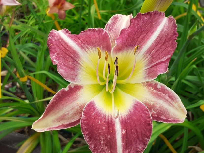  - Hemerocallis - hibrizii mei