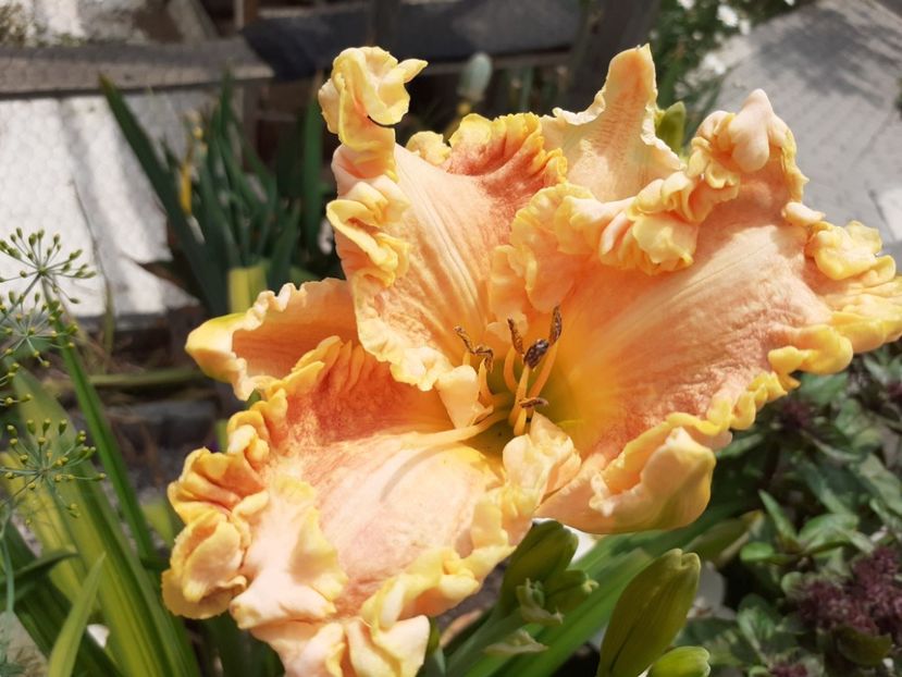  - Hemerocallis 2022