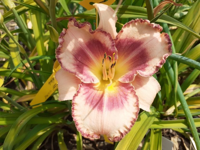  - Hemerocallis 2022