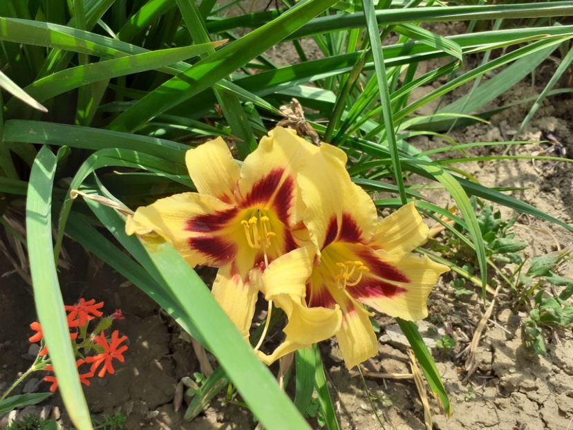  - Hemerocallis 2022