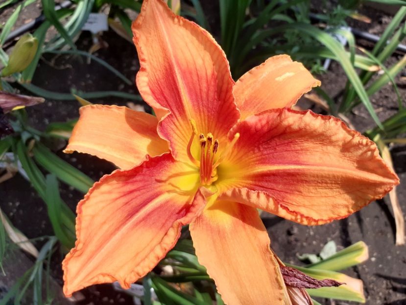  - Hemerocallis 2022