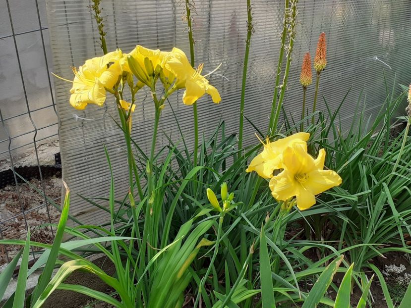  - Hemerocallis 2022