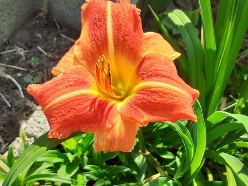 - Hemerocallis 2022