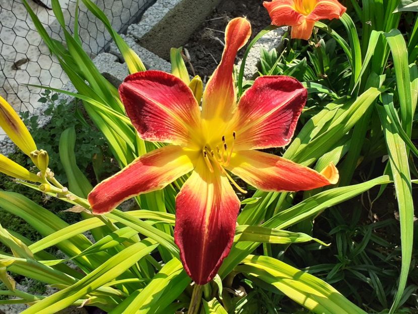  - Hemerocallis 2022