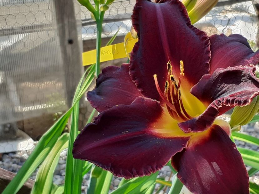  - Hemerocallis 2022