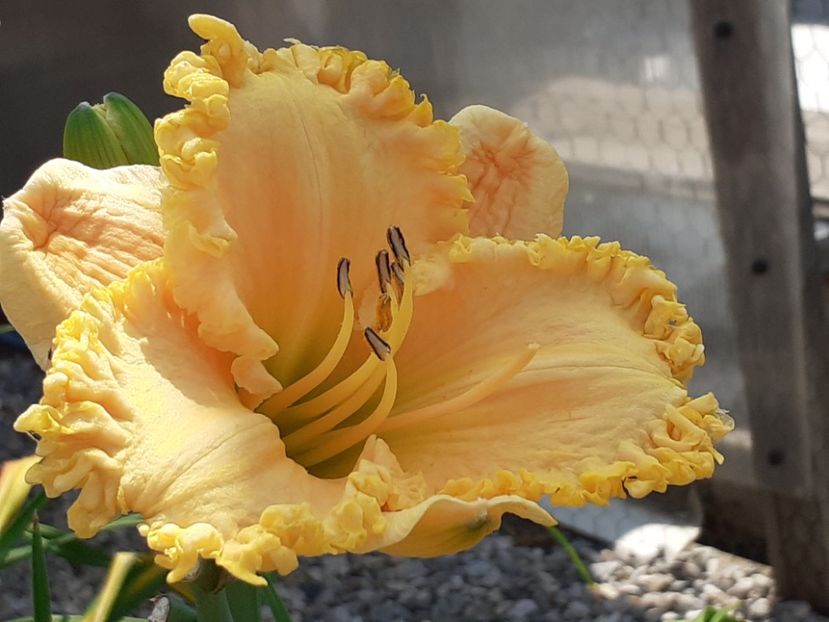  - Hemerocallis 2022