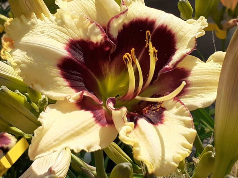  - Hemerocallis 2022