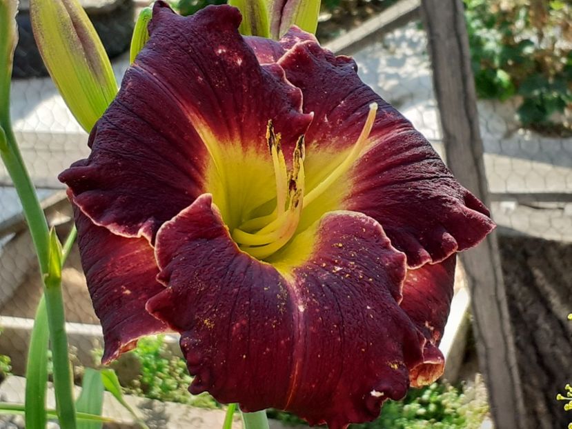  - Hemerocallis 2022