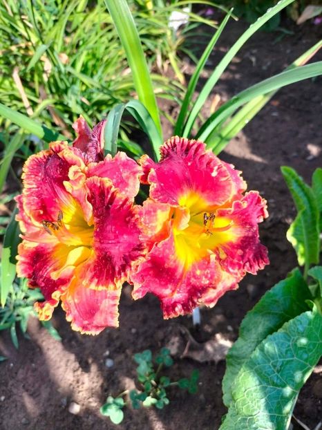 received_5940084602674814 - Hemerocallis 2022