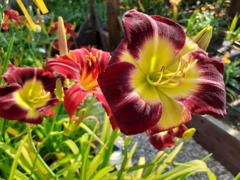  - Hemerocallis 2022