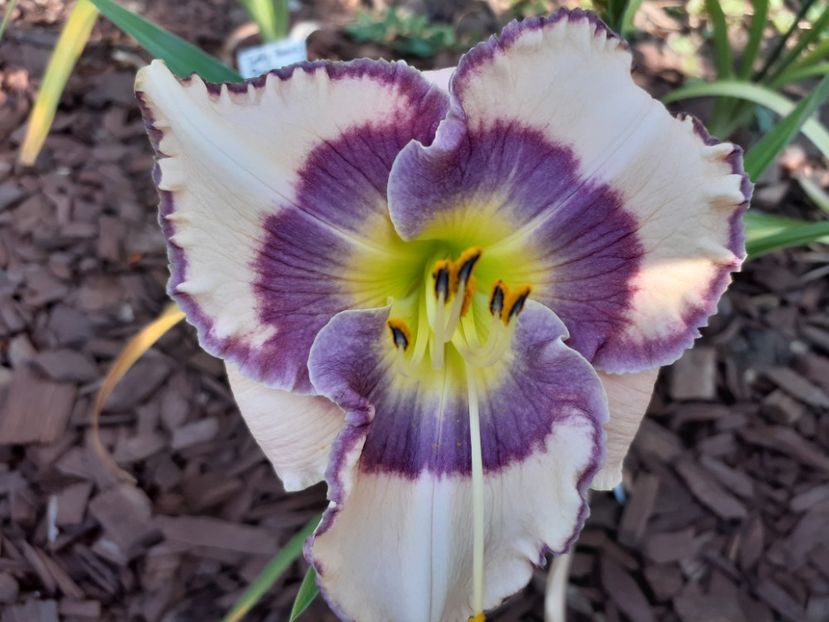  - Hemerocallis 2022
