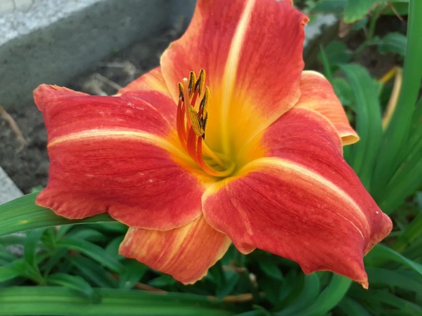  - Hemerocallis 2022