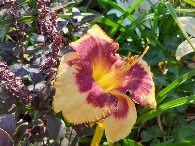  - Hemerocallis 2022