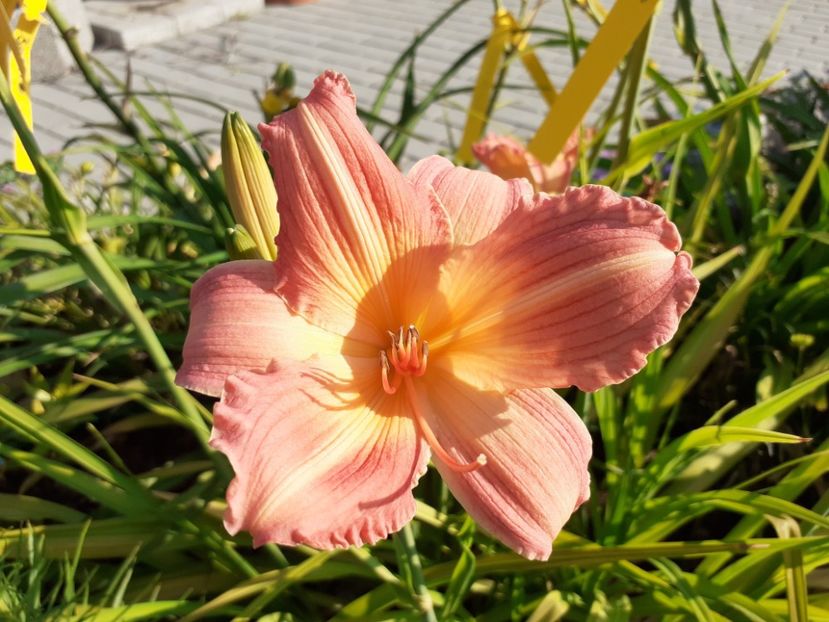  - Hemerocallis 2022