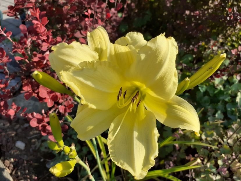  - Hemerocallis 2022