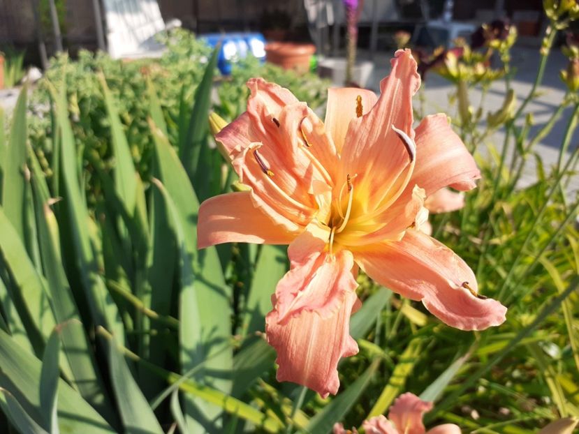  - Hemerocallis 2022