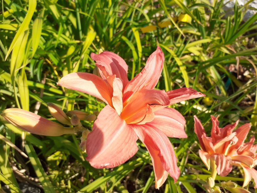  - Hemerocallis 2022