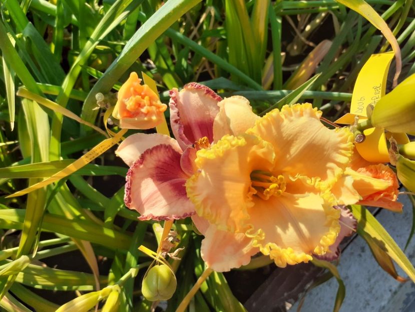  - Hemerocallis 2022