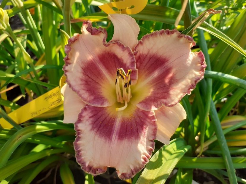  - Hemerocallis 2022