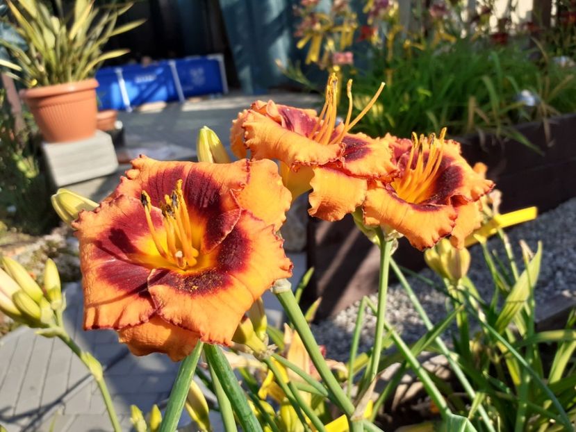  - Hemerocallis 2022