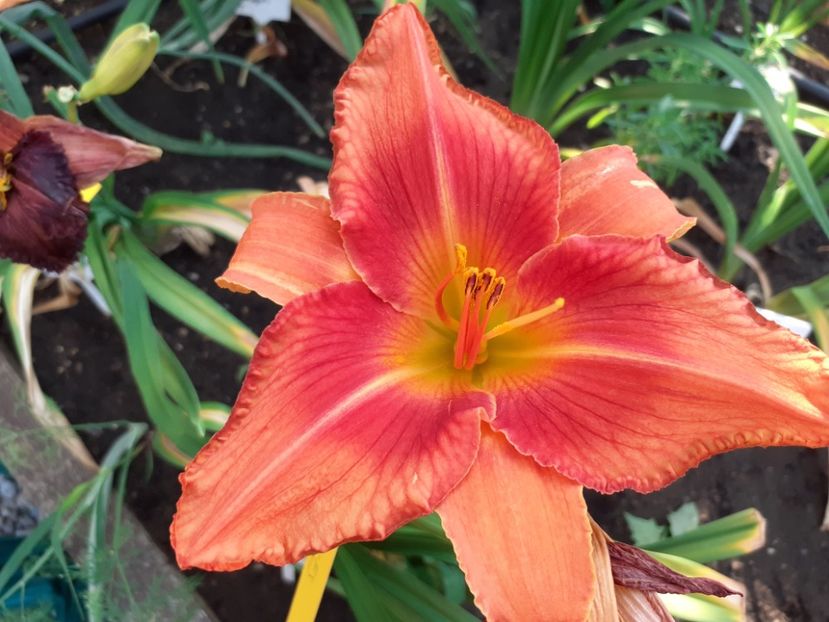  - Hemerocallis 2022