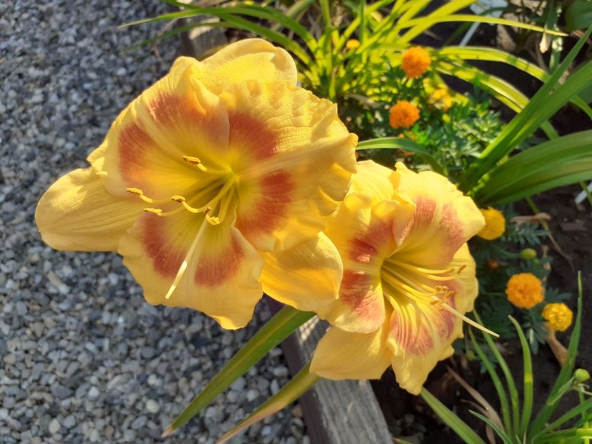  - Hemerocallis 2022