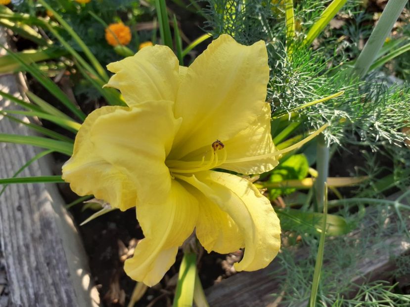  - Hemerocallis 2022