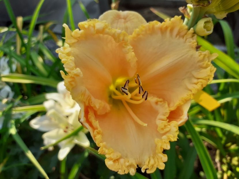  - Hemerocallis 2022