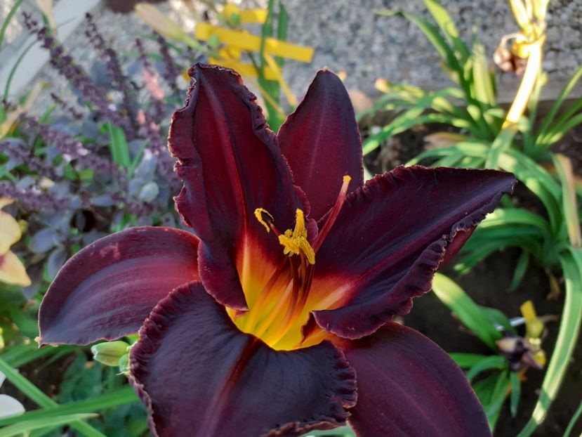  - Hemerocallis 2022