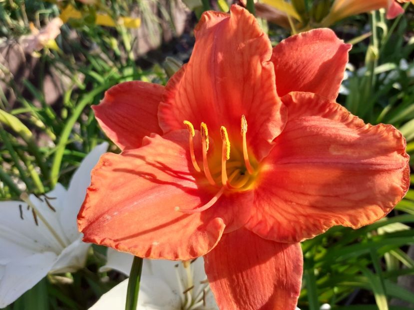  - Hemerocallis 2022