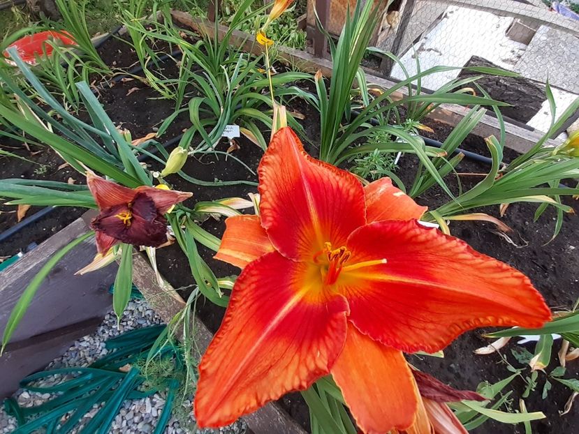 - Hemerocallis 2022
