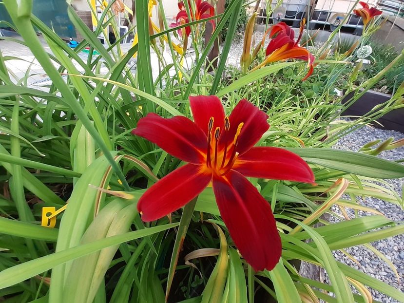  - Hemerocallis 2022