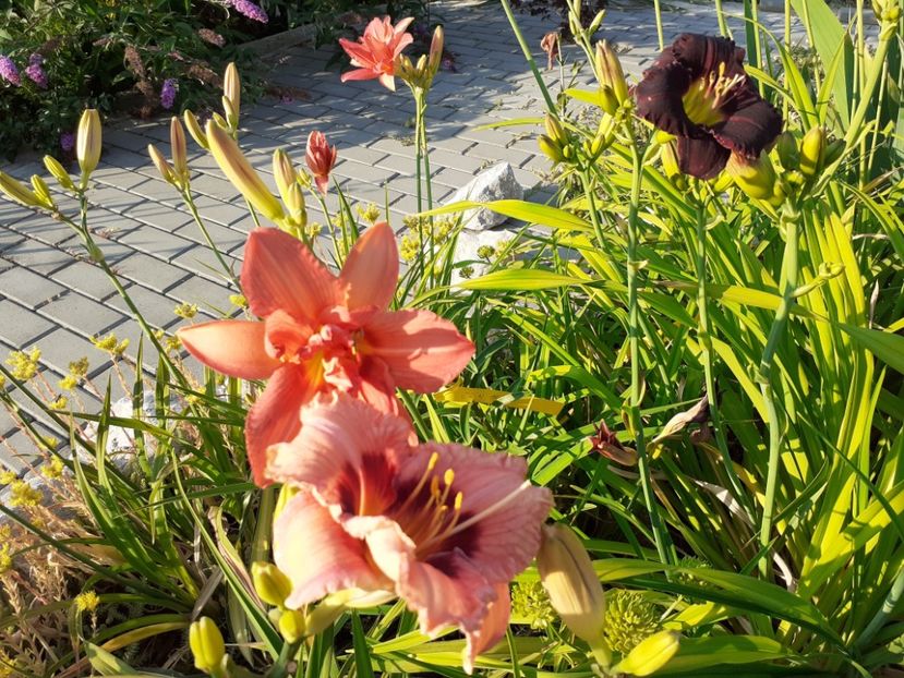  - Hemerocallis 2022
