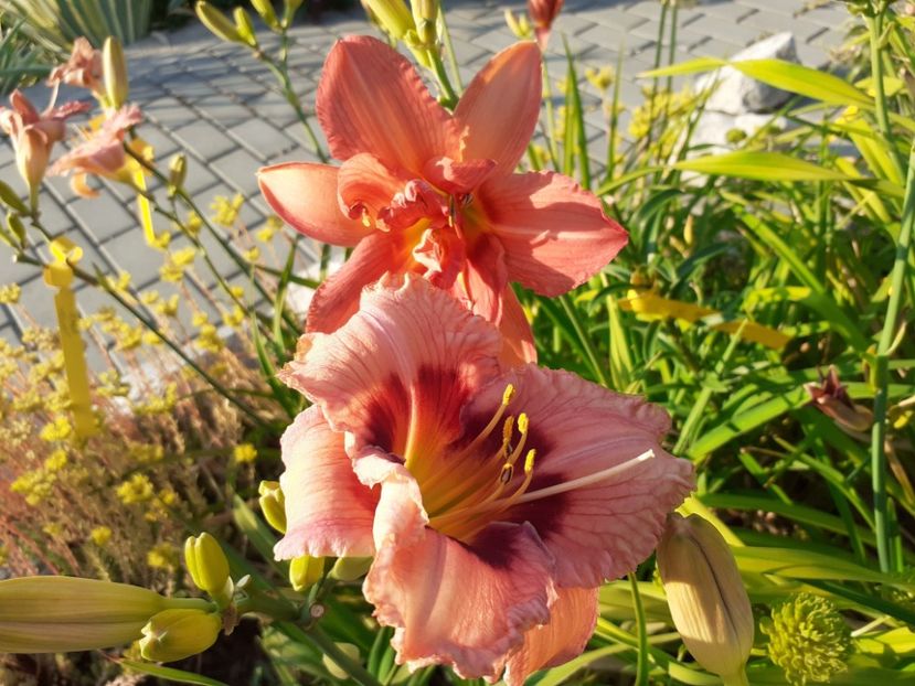  - Hemerocallis 2022