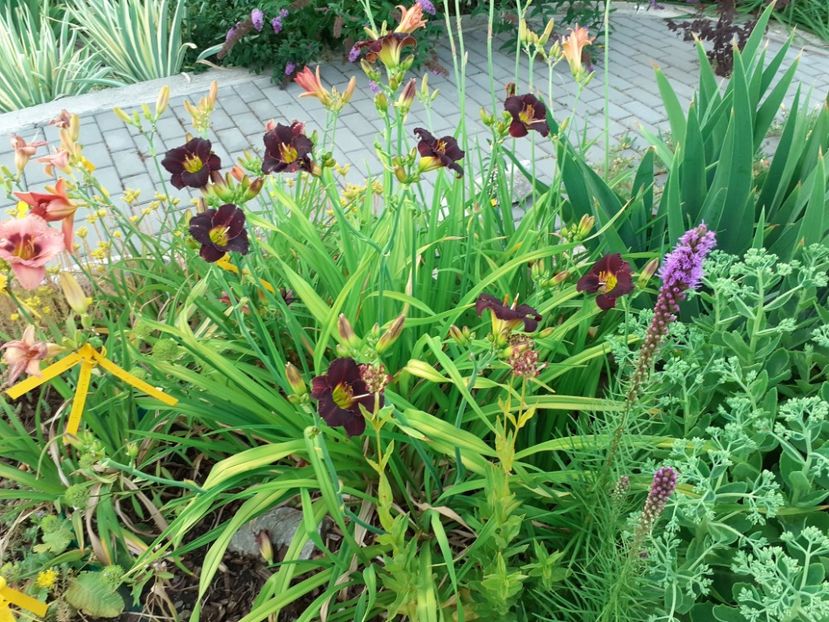  - Hemerocallis 2022