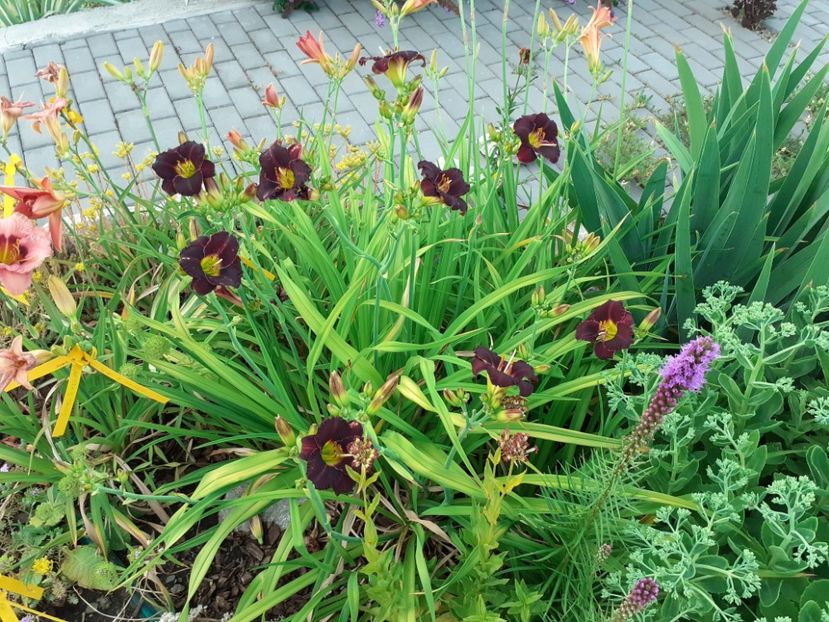  - Hemerocallis 2022