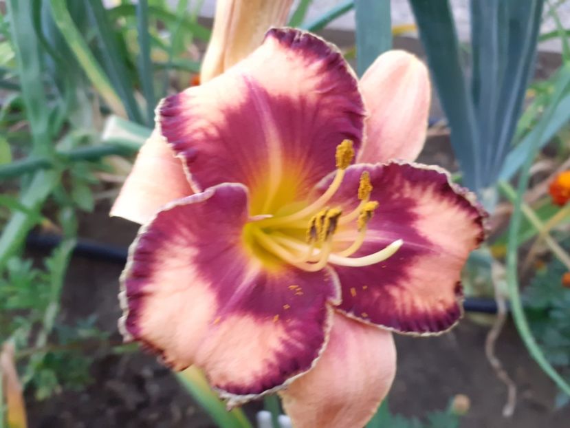  - Hemerocallis 2022