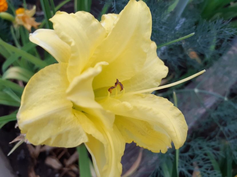  - Hemerocallis 2022