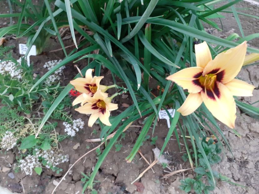  - Hemerocallis 2022