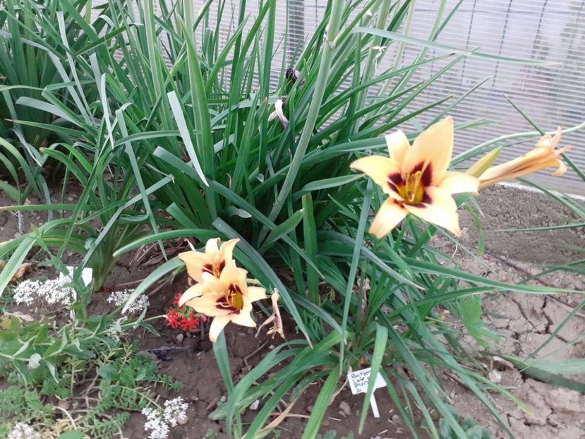  - Hemerocallis 2022