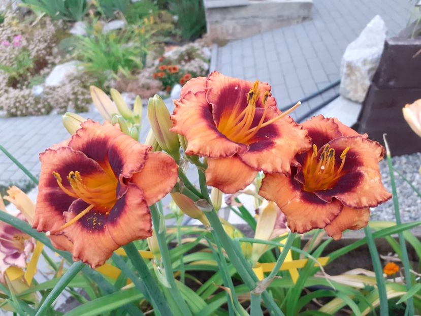  - Hemerocallis 2022